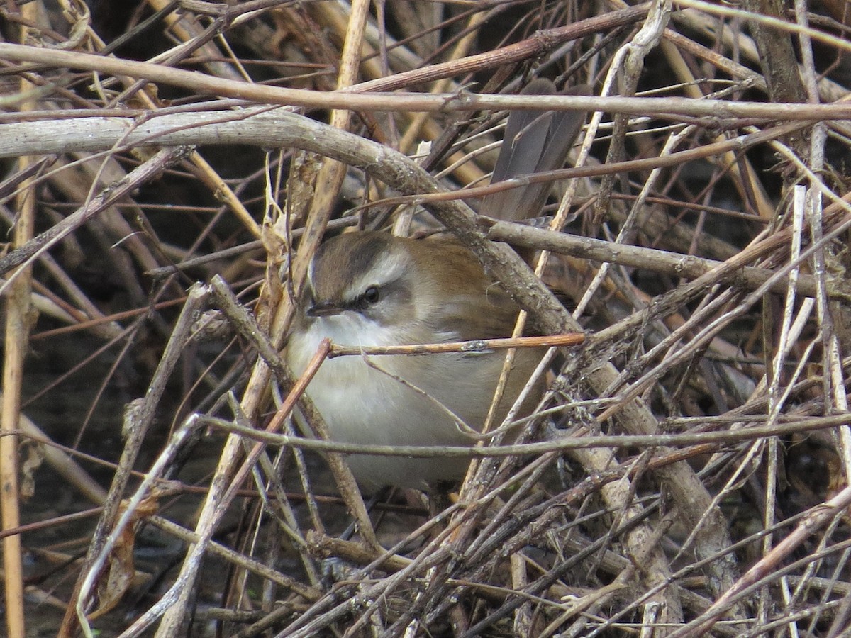 Moustached Warbler - ML235303991