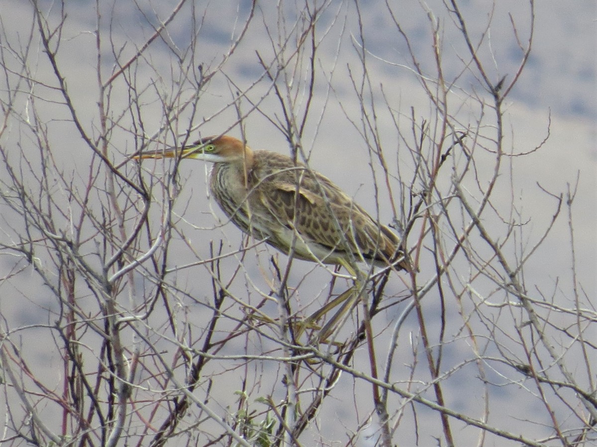 Purple Heron - ML235304031