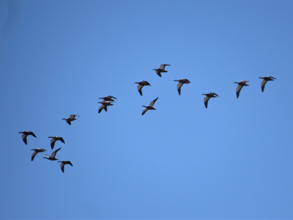 Ruddy Shelduck - ML235304881