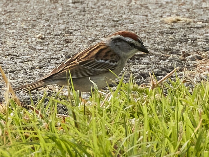 Chipping Sparrow - ML235305421