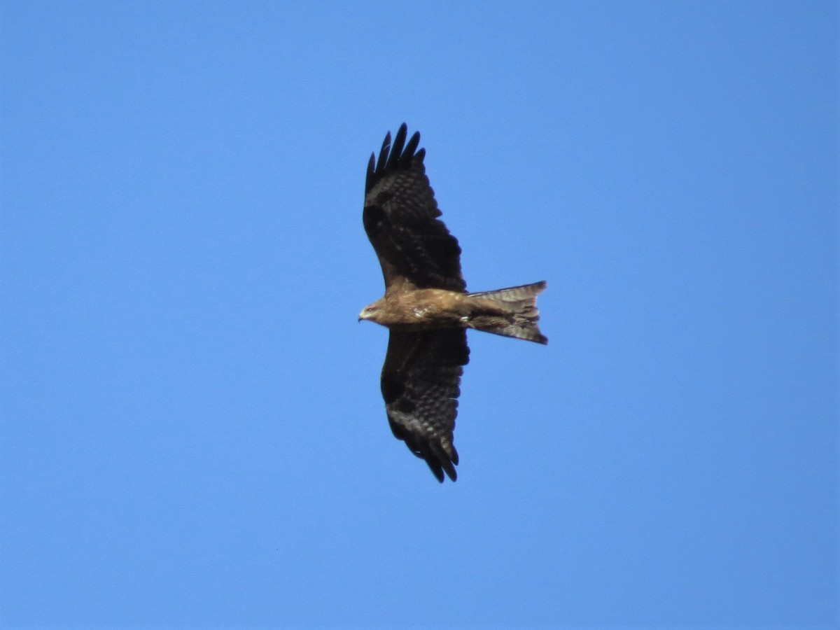 Black Kite - ML235305551