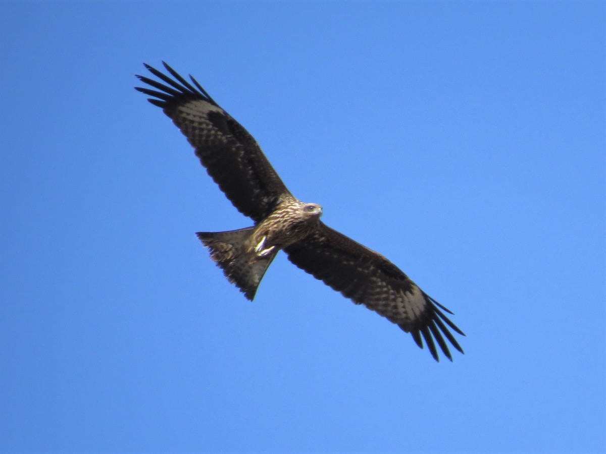 Black Kite - ML235305601