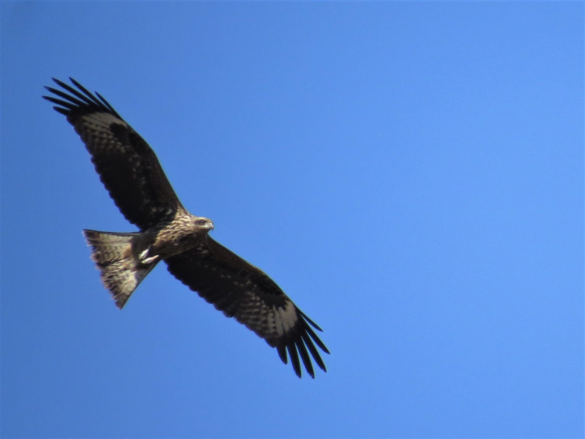 Black Kite - ML235305611