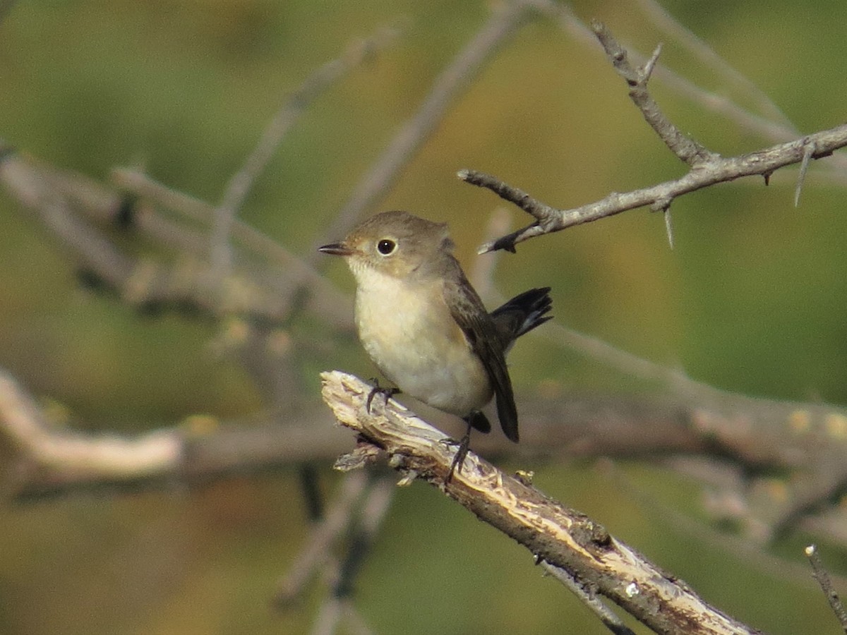 Red-breasted Flycatcher - ML235305701