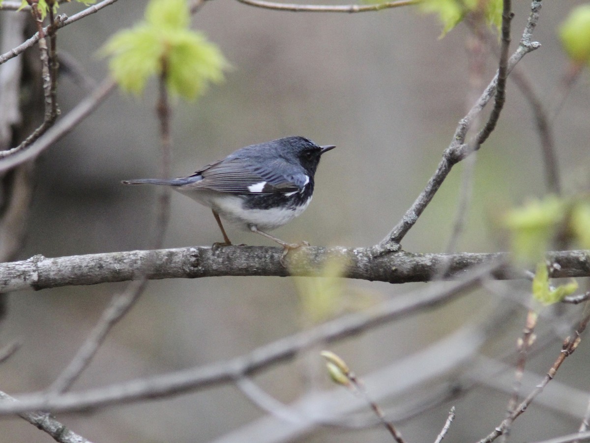 Black-throated Blue Warbler - ML235305711