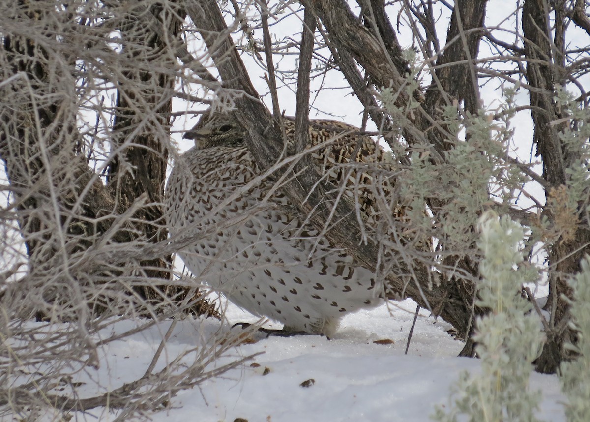 Sharp-tailed Grouse - ML23530641