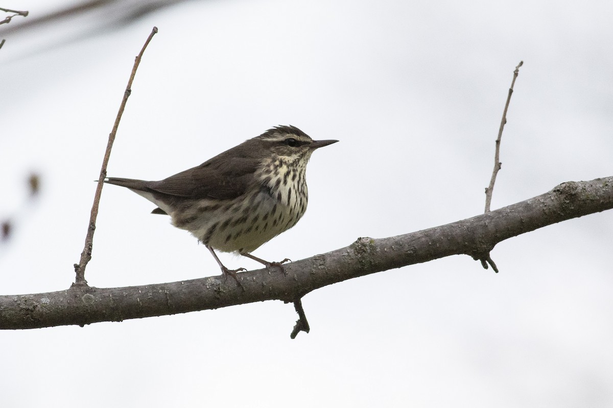 Northern Waterthrush - ML235306531