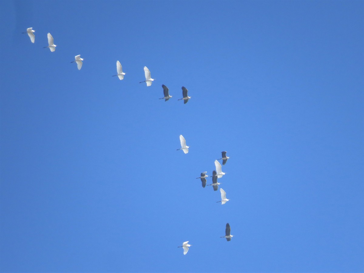 Gray Heron - ML235307061