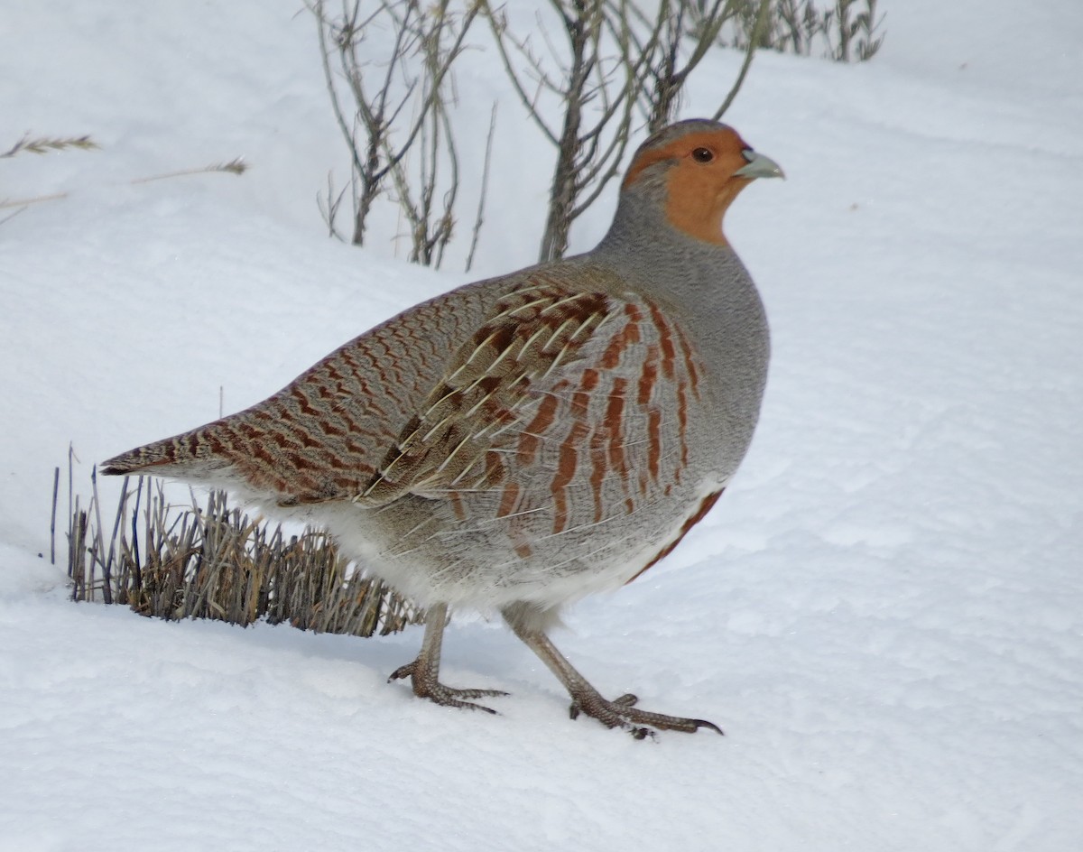 Gray Partridge - Lauri Taylor
