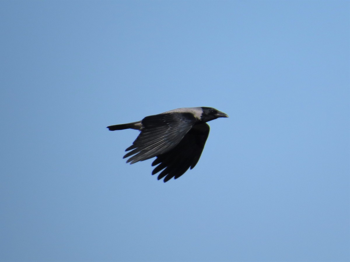 Hooded Crow - ML235307421