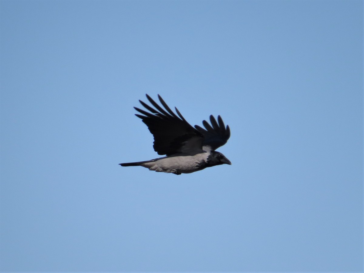 Hooded Crow - ML235307431