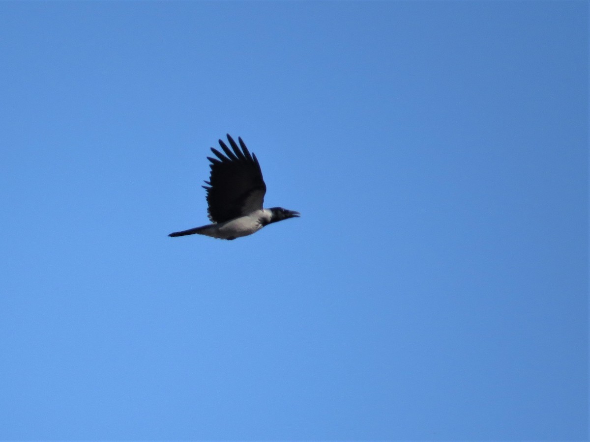 Hooded Crow - ML235307441