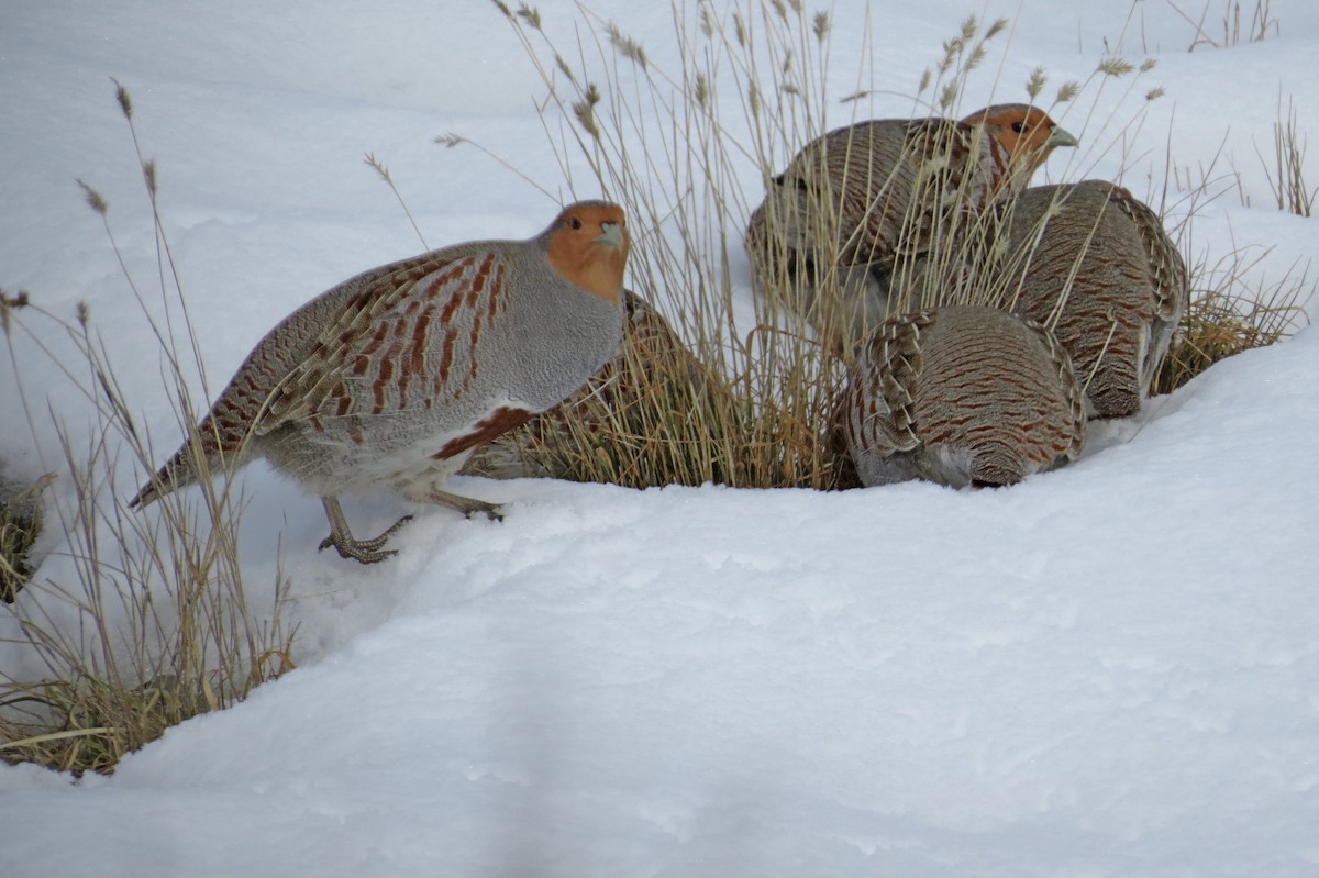 Gray Partridge - ML23530801