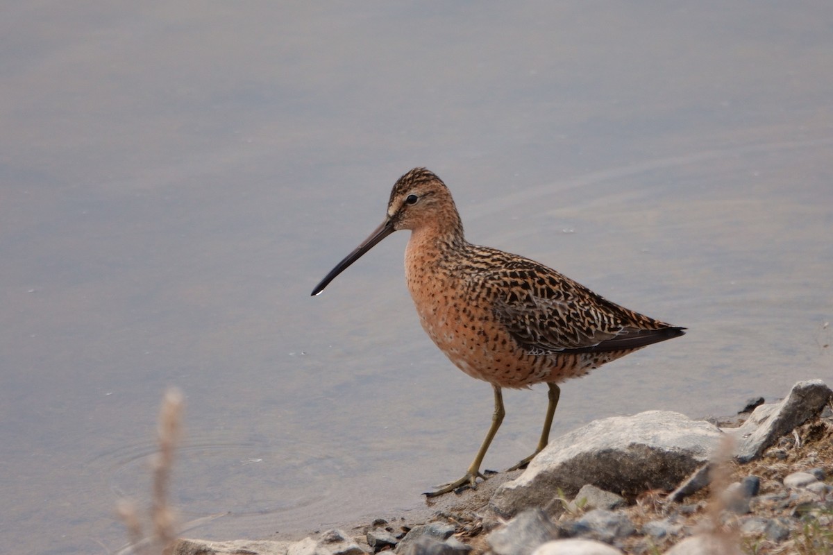 Short-billed Dowitcher - ML235308641