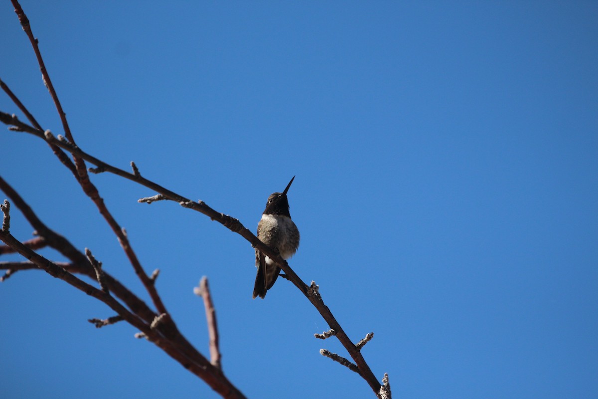 Black-chinned Hummingbird - ML235309131
