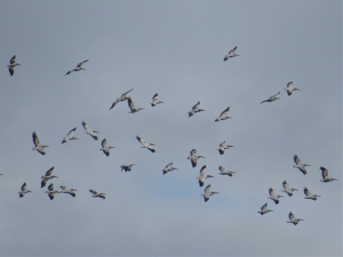 Dalmatian Pelican - ML235309431