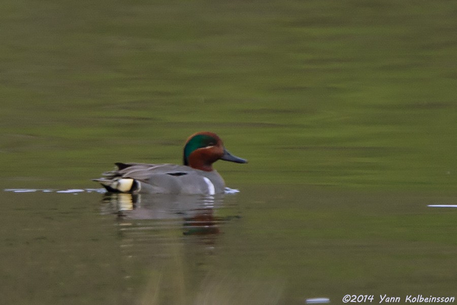 Green-winged Teal (American) - ML235309451