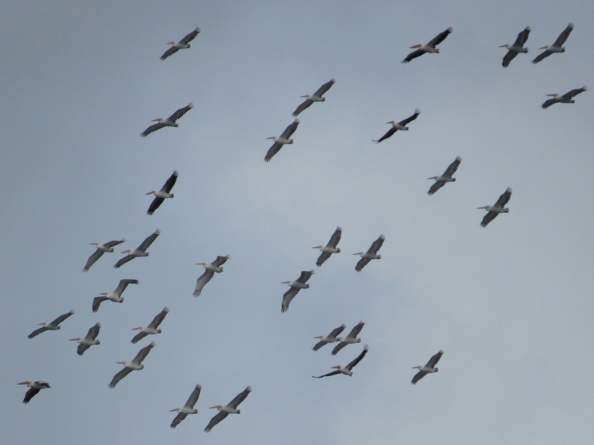 Dalmatian Pelican - ML235309751