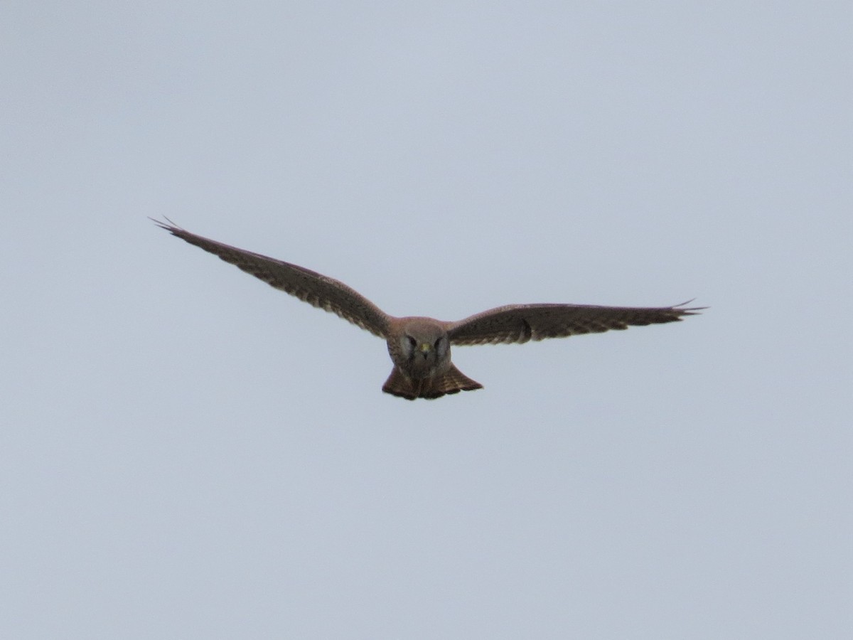 Eurasian Kestrel - ML235309891