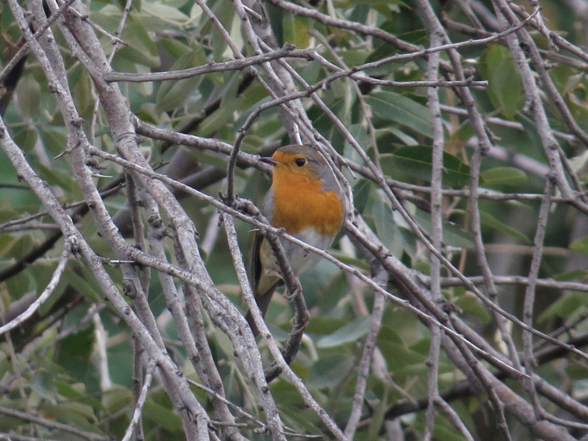 rødstrupe - ML235310001