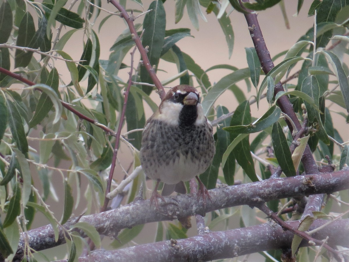 Spanish Sparrow - ML235310041