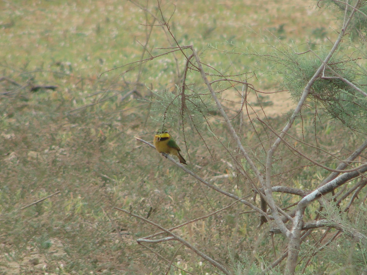 Little Bee-eater - Gabriel  Couroussé