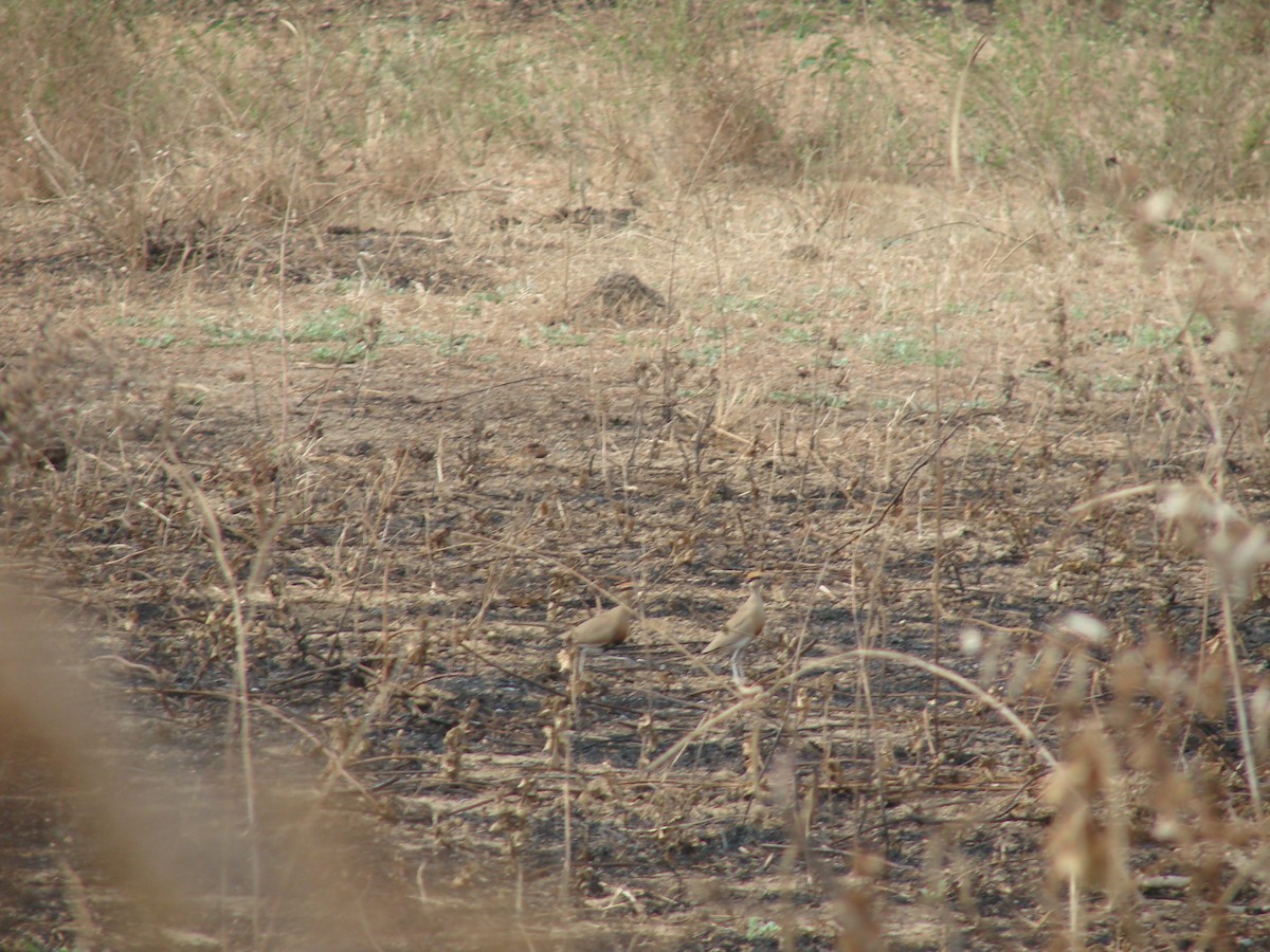 Temminck's Courser - ML235310771