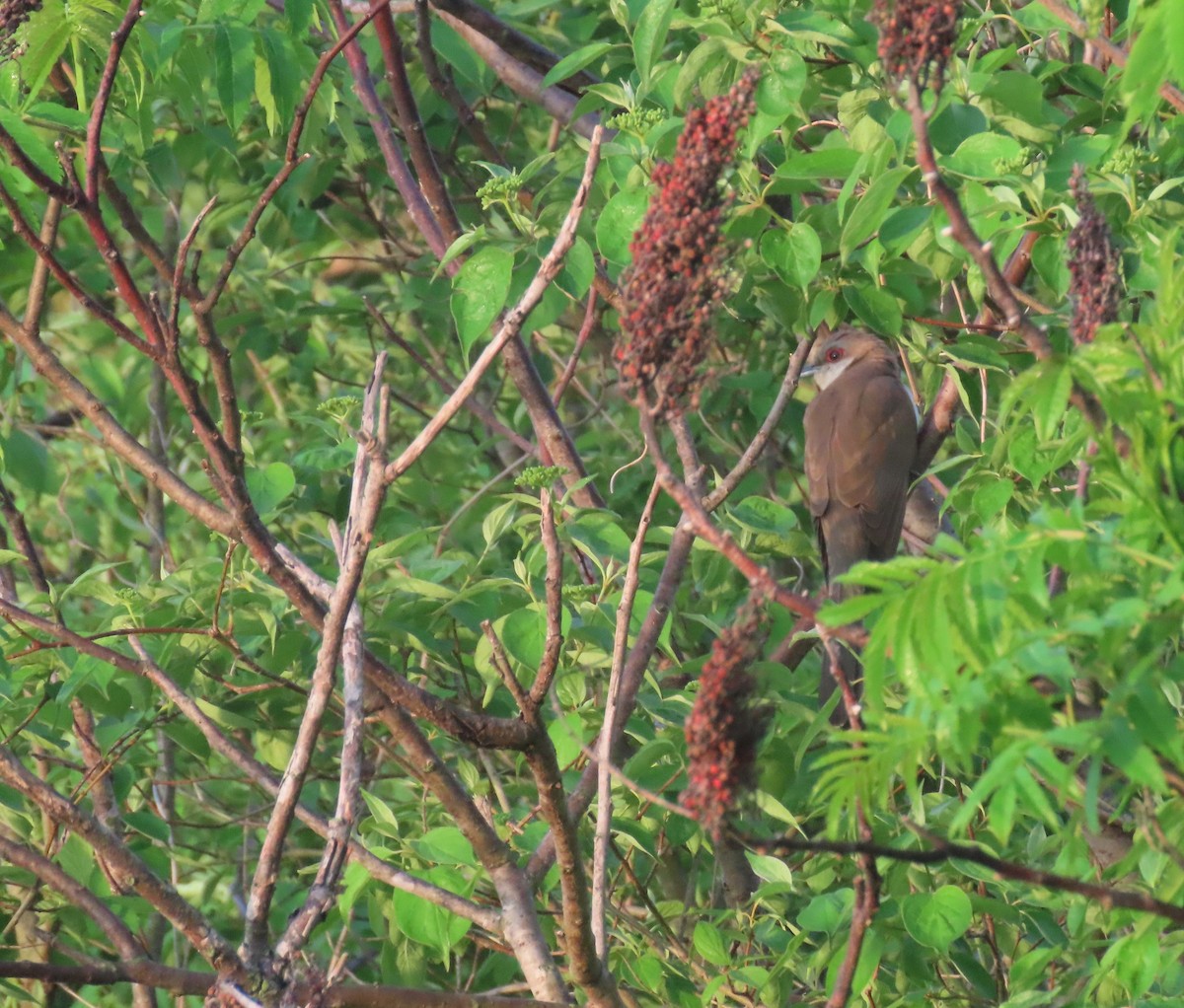 Black-billed Cuckoo - Kathy Carroll