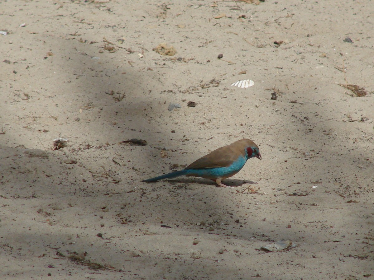 Red-cheeked Cordonbleu - Gabriel  Couroussé