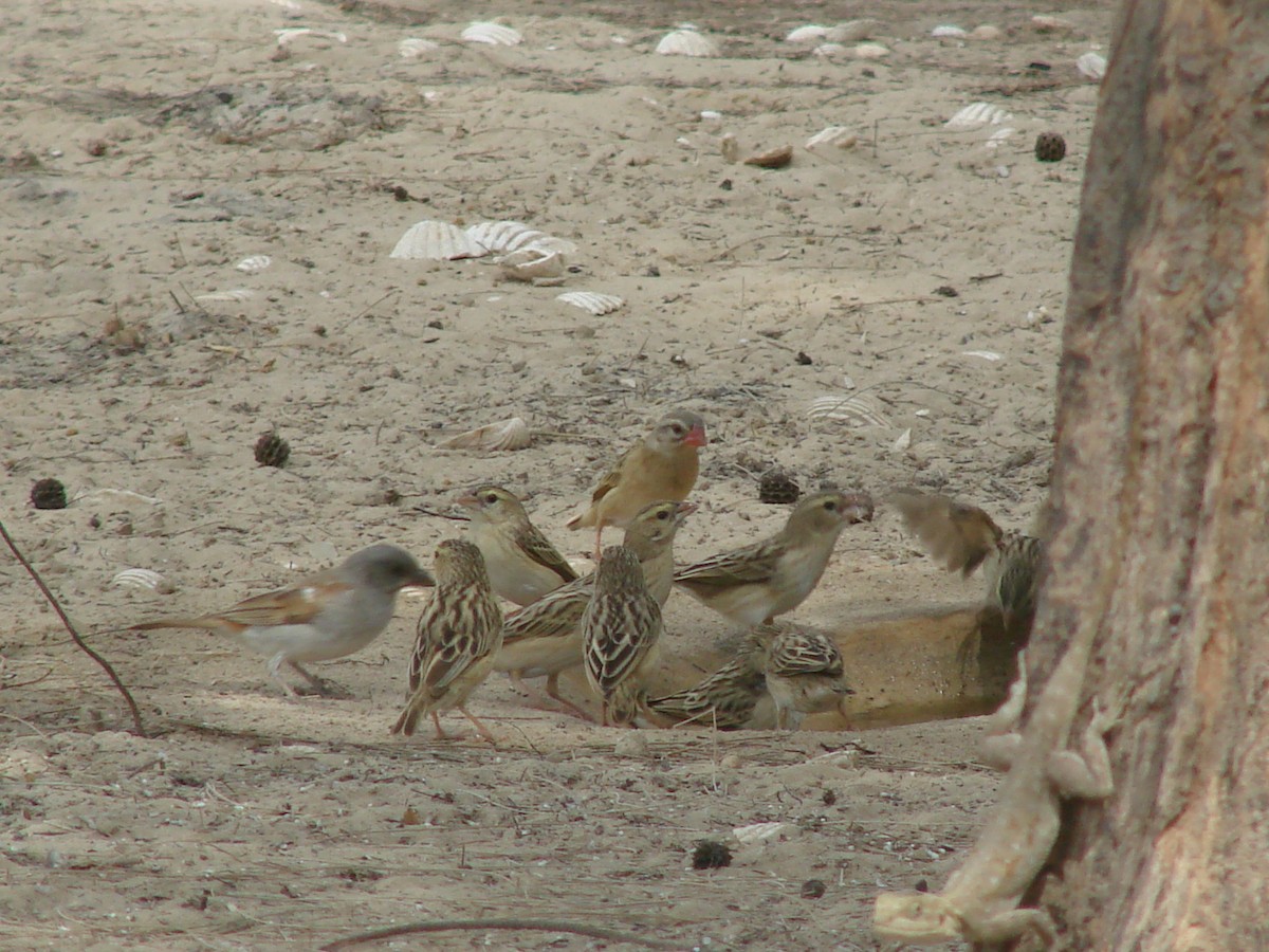 Red-billed Quelea - Gabriel  Couroussé