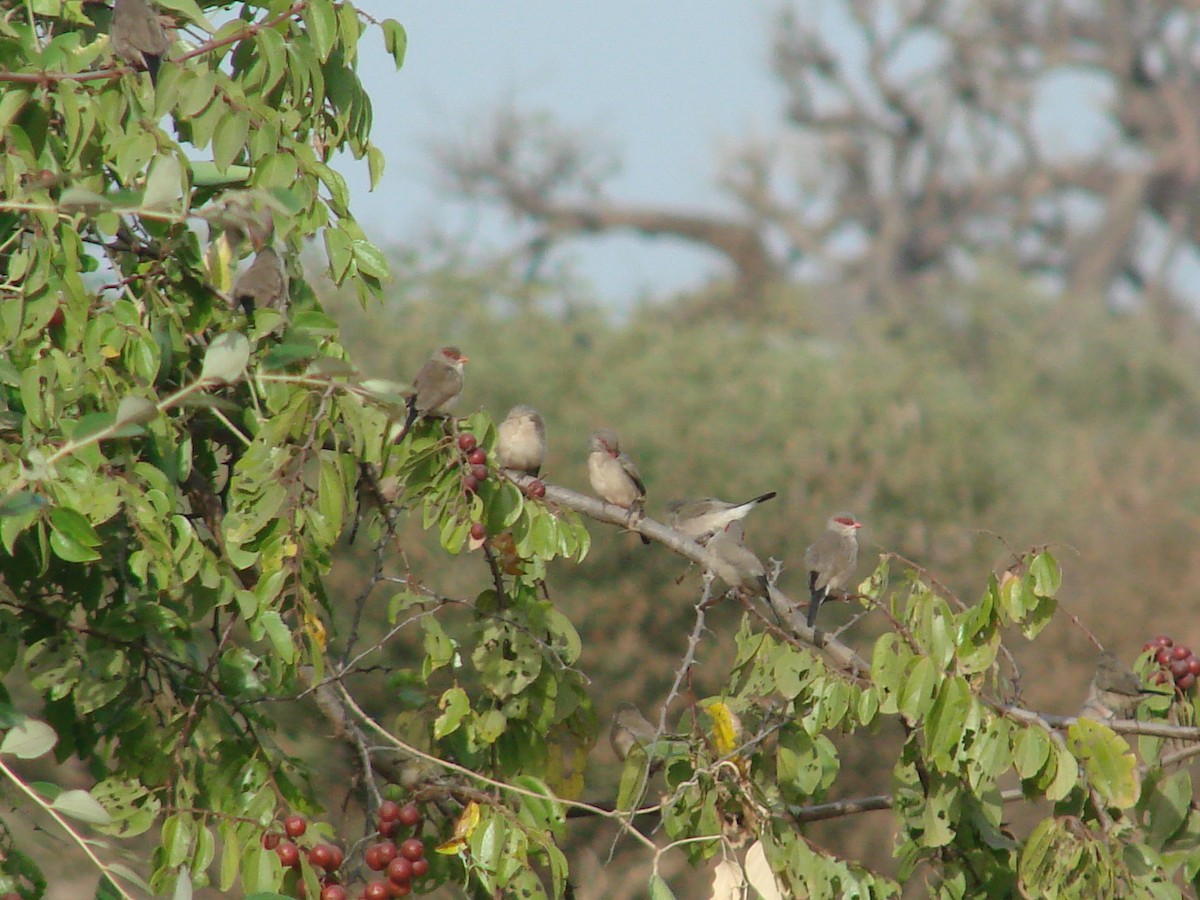 Black-rumped Waxbill - Gabriel  Couroussé