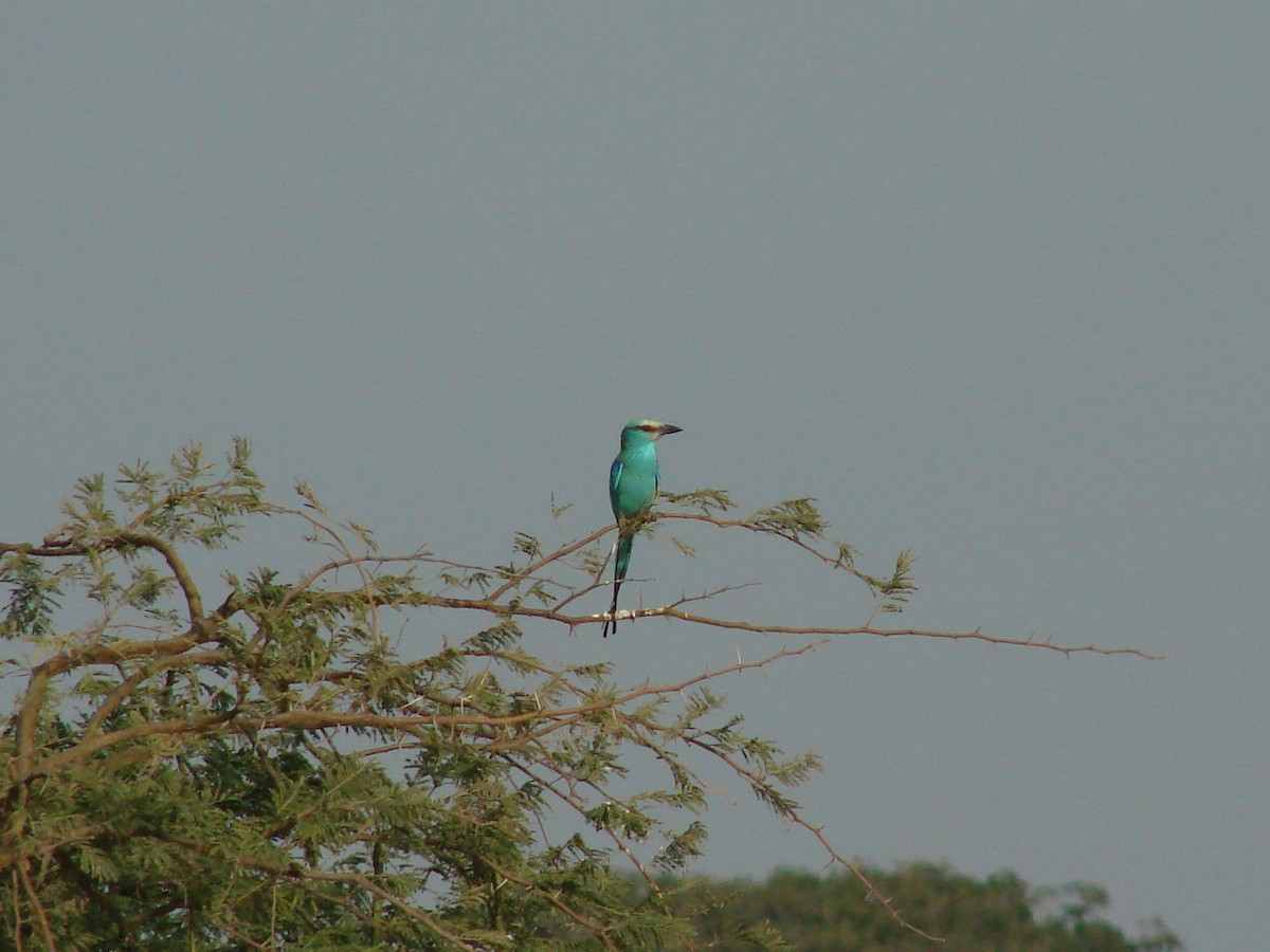 Abyssinian Roller - Gabriel  Couroussé