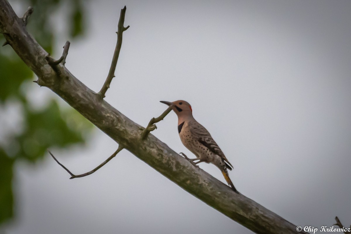 gullspett (auratus/luteus) - ML235311431