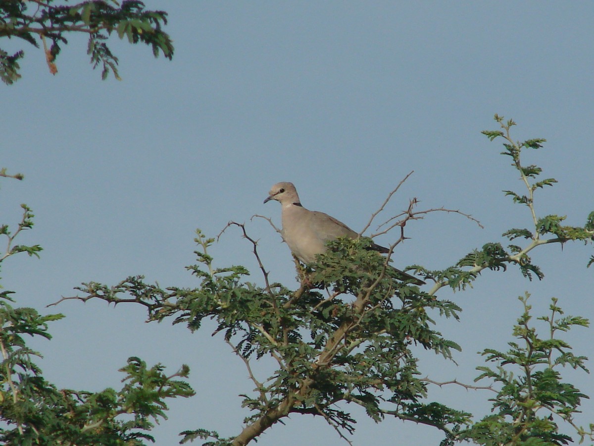 Vinaceous Dove - Gabriel  Couroussé