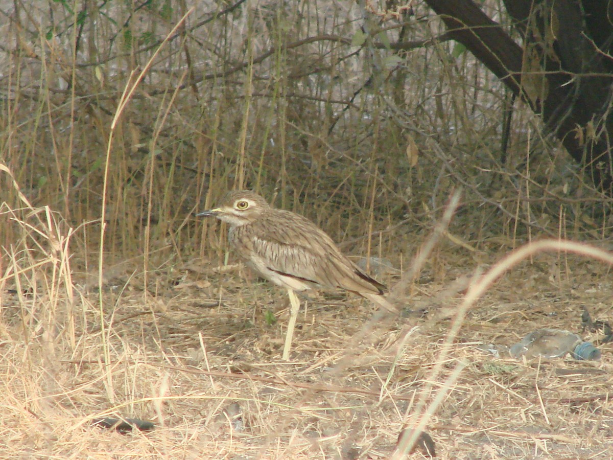 Senegal Thick-knee - ML235311931