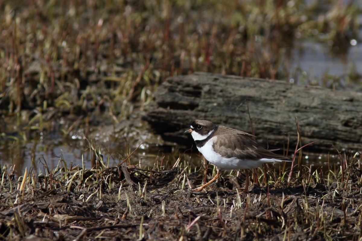 Semipalmated Plover - ML235313041