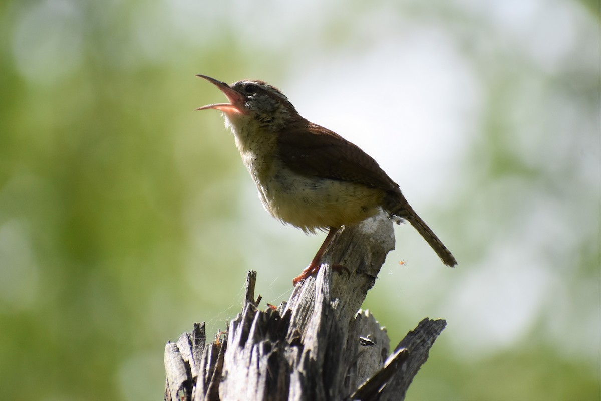 Carolina Wren - ML235314881