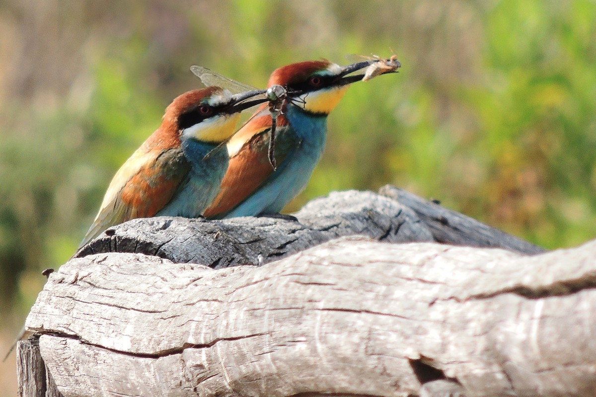 European Bee-eater - ML235314951