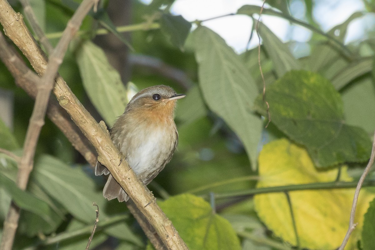 Rufous Gnateater - ML235315351