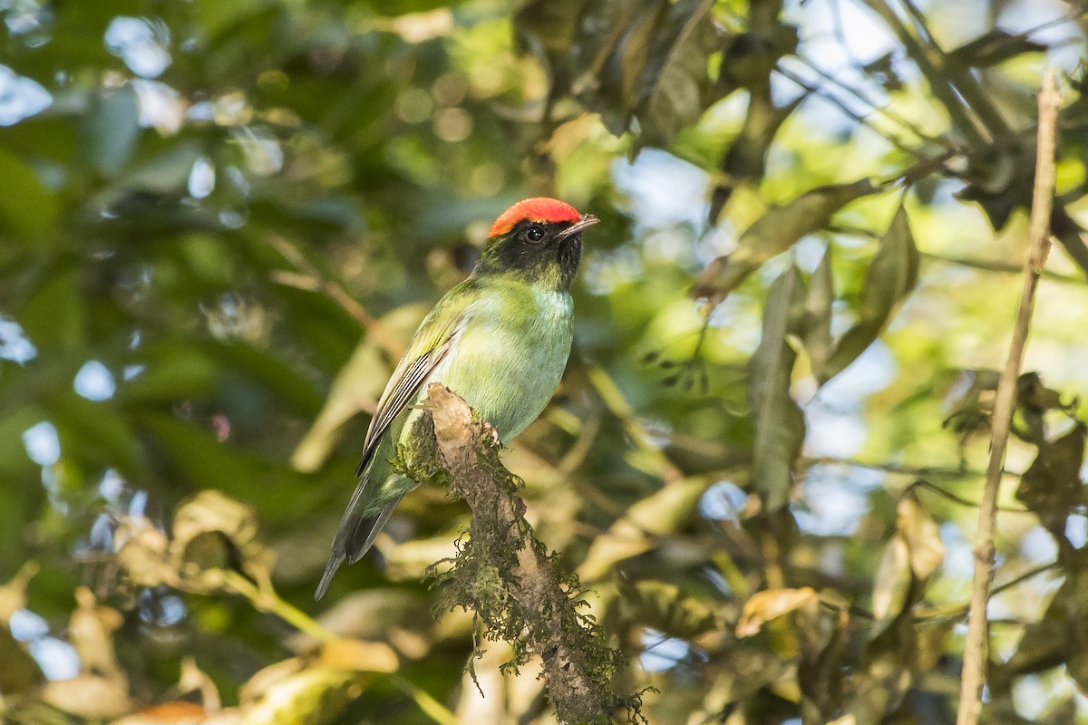 Manakin à longue queue - ML235315421