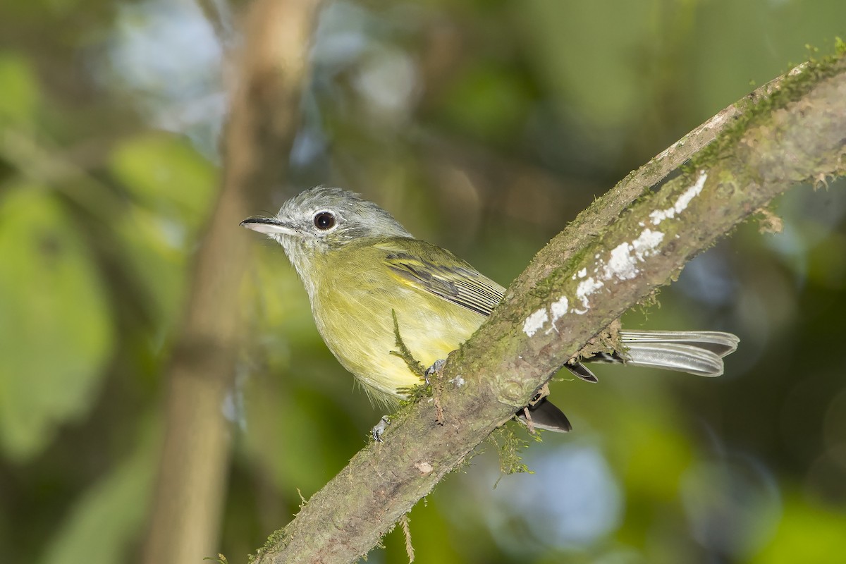 Yellow-olive Flatbill - ML235315611