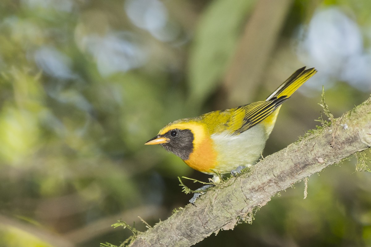 Guira Tanager - ML235315751