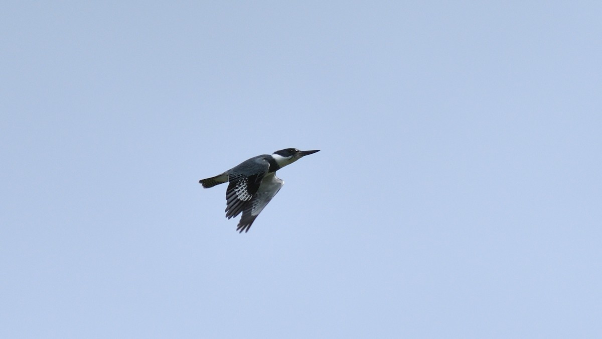 Belted Kingfisher - ML235317301