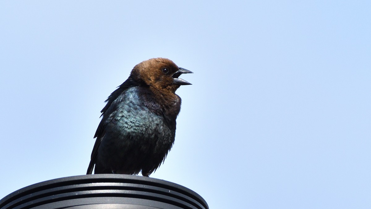 Brown-headed Cowbird - ML235319441