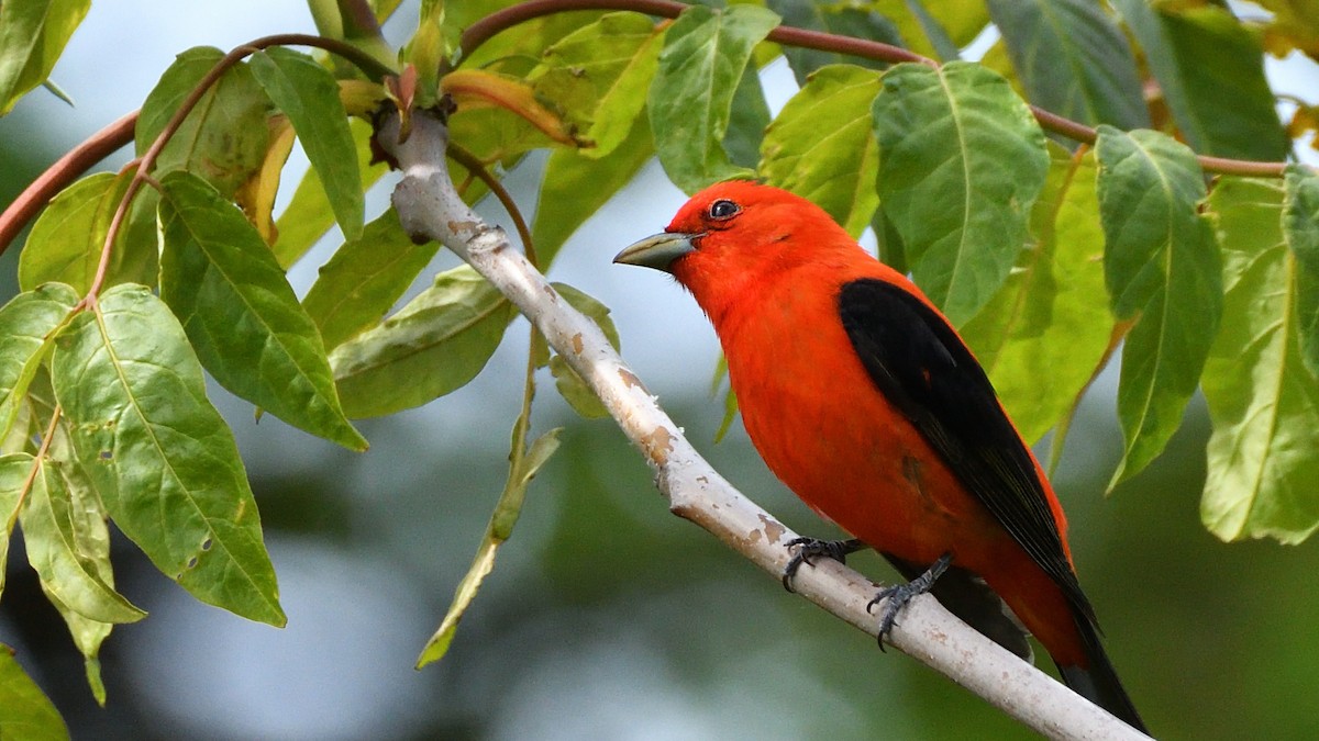 Scarlet Tanager - ML235319901