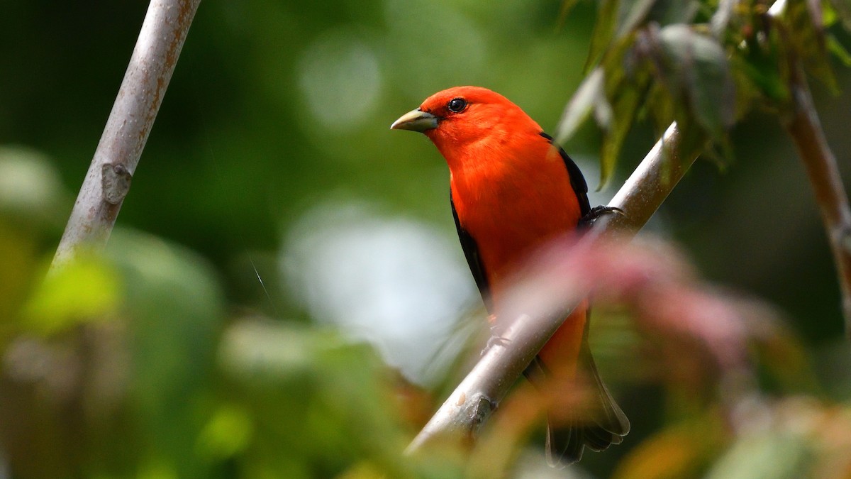 Scarlet Tanager - ML235319941