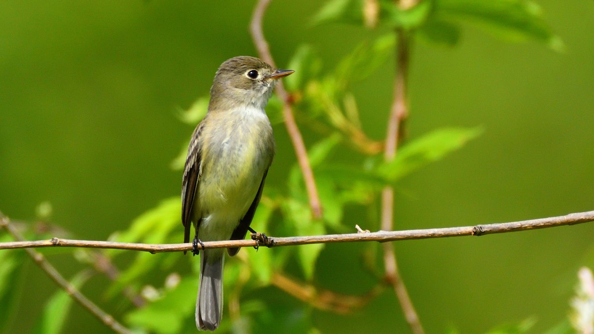 Least Flycatcher - ML235320011