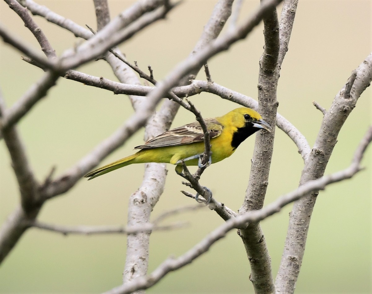 Orchard Oriole - ML235320261