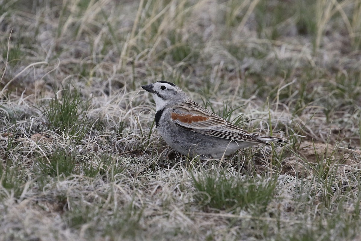 Thick-billed Longspur - ML235320601