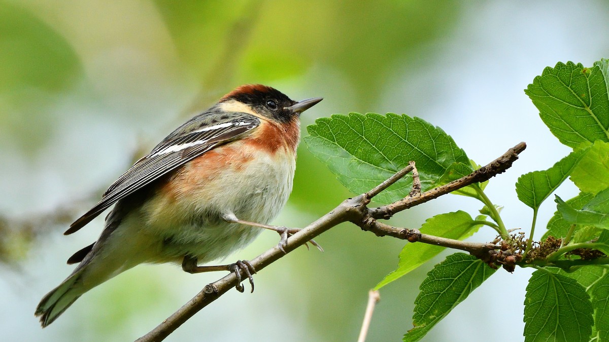 Bay-breasted Warbler - ML235320961